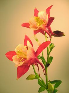 two pink and yellow flowers in a vase