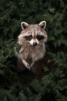 a raccoon is sitting in the middle of some green plants and looking at the camera