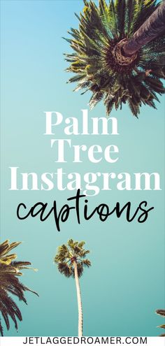 A serene beach scene with tall palm trees swaying in the breeze under a vibrant sunset, perfect for palm tree Instagram captions, palm tree quotes, and tropical vibes.