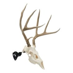 an animal skull with antlers on it's head and a small black object in its mouth