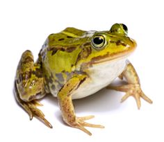 a frog sitting on top of a white surface