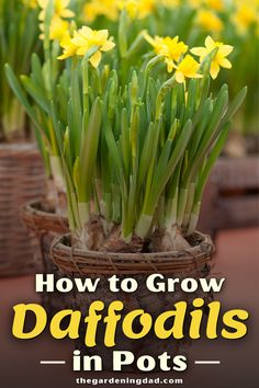 daffodils in pots with the title how to grow daffodils in pots