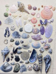 there are many different shells on the beach