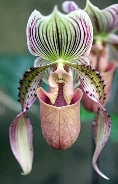 an orchid flower is blooming in the garden