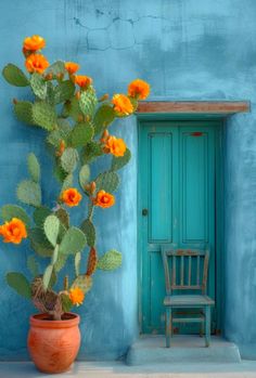 an orange flower in a pot next to a blue wall with a green door and chair