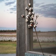 a bunch of cotton flowers hanging on a wooden post near a marshy field at sunset