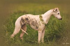 a white and brown dog standing on top of a lush green field next to tall grass