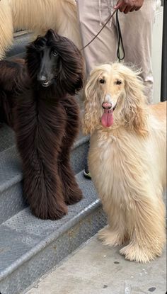 two dogs sitting on the steps with their tongue out and one dog standing next to them