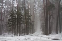 a snow covered road in the middle of a forest with tall trees on both sides