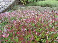 some red and green plants in the grass