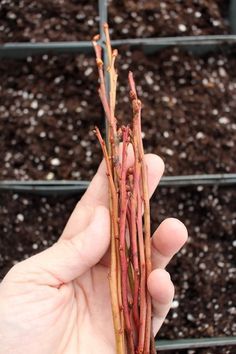 a person holding up some thin sticks in front of soiled plants with dirt on the ground behind them