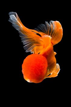 an orange and black goldfish with its tail curled up in the air, against a black background