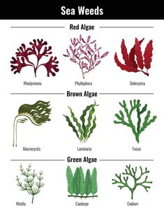 seaweeds and their names