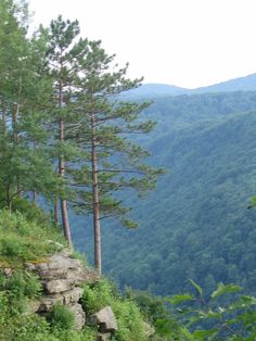 two cows are standing on the side of a mountain with trees and rocks in the foreground