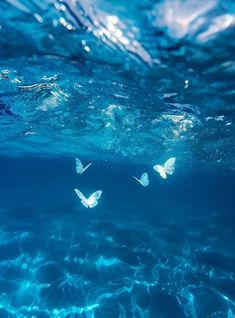 three white butterflies floating in the water