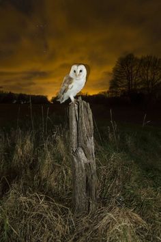 an owl sitting on top of a wooden post in the middle of a field at night