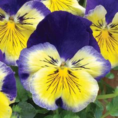 purple and yellow pansies with green leaves