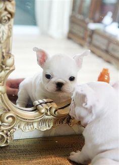 there is a small white dog looking at itself in the mirror