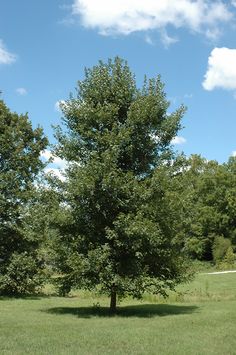 a lone tree in the middle of a grassy field