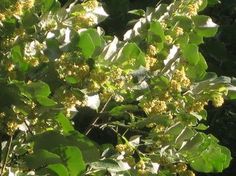 the leaves and branches of a tree are green with yellow flowers in the foreground