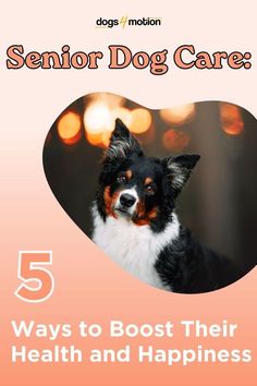 a dog with the title 5 ways to best their health and happiness for senior dog care