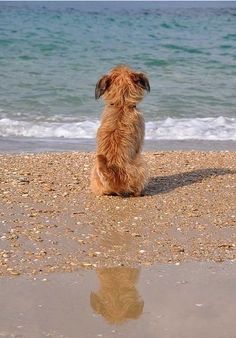 a brown dog sitting on top of a sandy beach next to the ocean and water