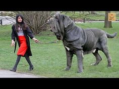 a woman walking a large dog on a leash