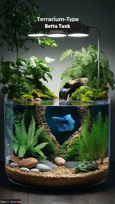 an aquarium with plants and rocks in it