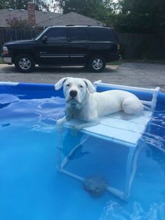 a large white dog sitting on top of a blue pool with a black truck in the background