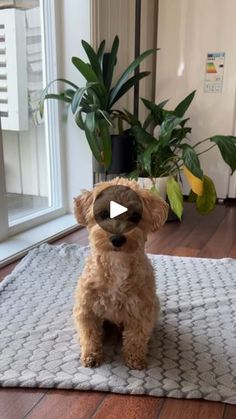 a small brown dog sitting on top of a rug