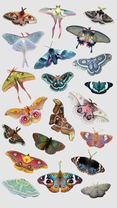 a bunch of different colored butterflies on a white background