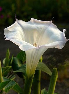 a white flower that is growing in the dirt