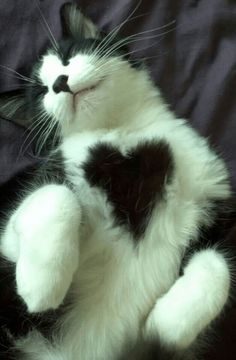 a black and white cat laying on top of a bed