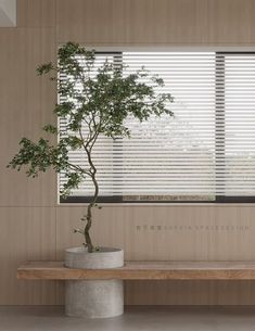 a bonsai tree sitting on top of a wooden bench in front of a window