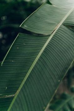 a close up view of a large green leaf