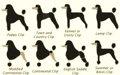 an image of poodles in different positions and names for each type of dog