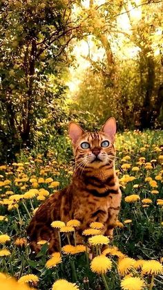 #cat #cats #animal #catlovers #cutecat #kitty #kitten #kittenface #lovelykitty #cutecat #funnycat #animal #wildanimal Cat Books, Potato Chips, About Cats, Beautiful Cats, Wall Calendar, Great Photos, A Cat, Soulmate