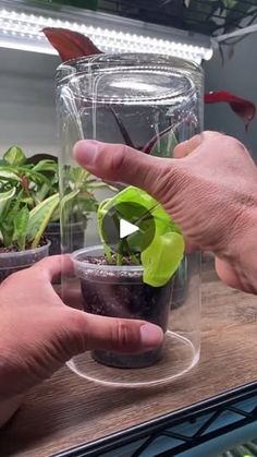 two hands are holding plants in small plastic containers on a table with other plants inside