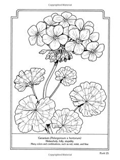 a coloring page with flowers in black and white, including the name gerania