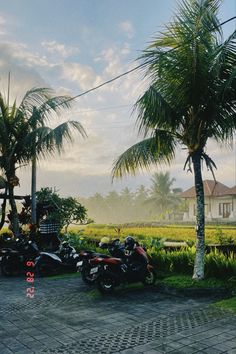 motorcycles parked in front of palm trees on the side of a road next to a rice field