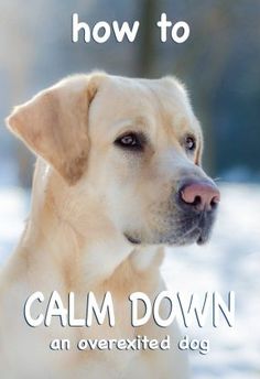 a dog with the words how to calm down an overexposed dog on it's face