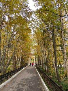 two people walking down a path in the middle of a park with trees lining both sides