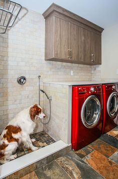 a brown and white dog standing next to a red washer