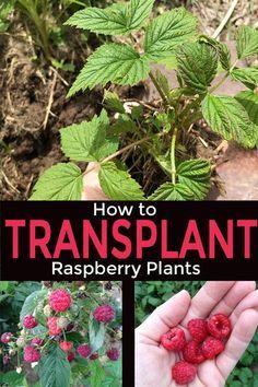 raspberry plants with the title how to transplant raspberries