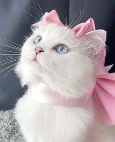 a white cat with blue eyes wearing a pink bow