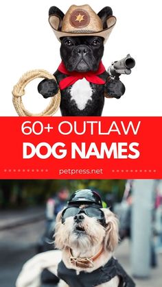 Have you ever had a dog with an outlaw name? Maybe it’s time to give your new pup the tough and strong dog name they’ve been waiting for. We have all sorts of names, from male and female outlaws to names that are just plain tough!