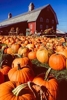 a field full of pumpkins in front of a barn