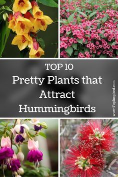 the top ten pretty plants that attract hummingbirds and other birds in their natural habitat