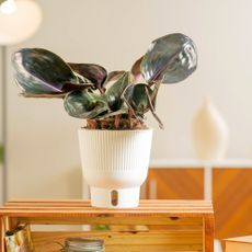 a potted plant sitting on top of a wooden box