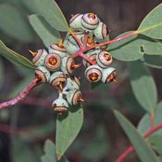 some very pretty little flowers on a tree